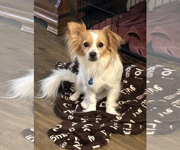 Medium Photo #4 Papillon-Unknown Mix Puppy For Sale in Agoura Hills, CA, USA