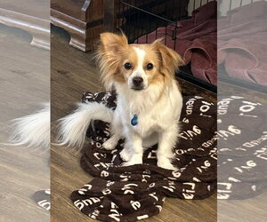 MITCH - Male Papillon-Unknown Mix Dog for Adoption - Photo #4