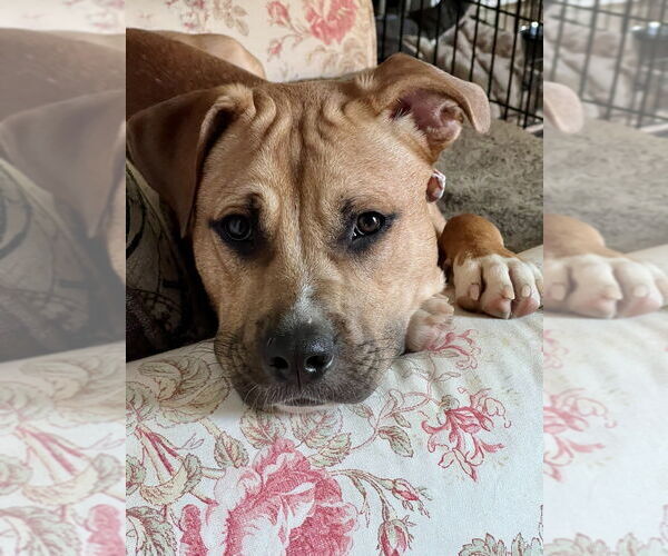 Medium Photo #24 American Staffordshire Terrier-Labrador Retriever Mix Puppy For Sale in Brewster, NY, USA