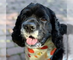 Molly - Female Cocker Spaniel Dog for Adoption - Small photo