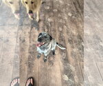 Small #1 Mutt