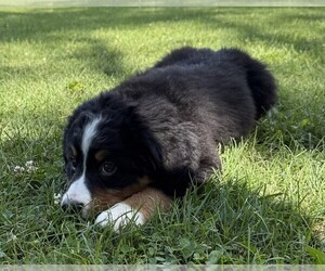 Medium Bernese Mountain Dog