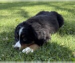 Puppy Oakley Bernese Mountain Dog