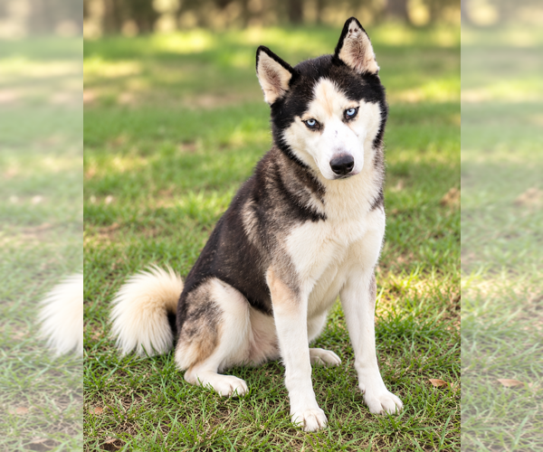 Medium Photo #2 Siberian Husky Puppy For Sale in Carrollton, TX, USA