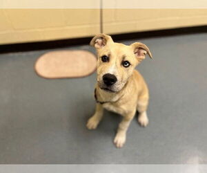 Labrador Retriever-Siberian Husky Mix Dogs for adoption in Denver, CO, USA