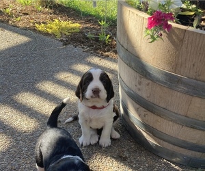 English Springer Spaniel Puppy for sale in BONNERS FERRY, ID, USA