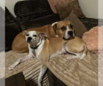 Small #2 American Pit Bull Terrier-Chihuahua Mix