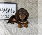 Small Dachshund