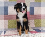 Small #10 Miniature Australian Shepherd