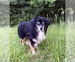 Small #3 Australian Shepherd Mix