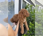 Puppy Captain Goldendoodle