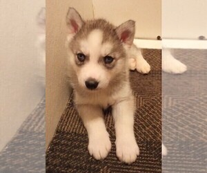 Siberian Husky Puppy for sale in FENTON, MO, USA