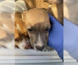 Dachshund Mix Dog for Adoption in Houston, Texas USA