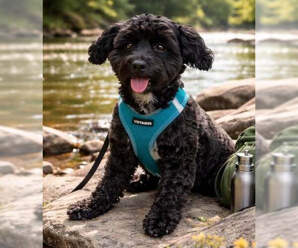 Medium Photo #1 Mutt Puppy For Sale in Sanford, FL, USA