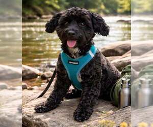 Mutt Dogs for adoption in Sanford, FL, USA