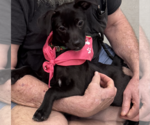 Cookie Lee - Female Rat Terrier-Unknown Mix Dog for Adoption - Small photo