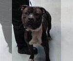 KING - Male Mutt Dog for Adoption - Small photo