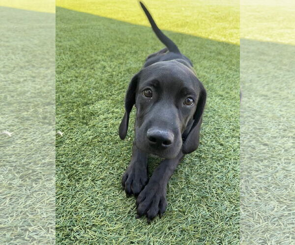 Medium Photo #3 Spanador Puppy For Sale in Fort Worth, TX, USA