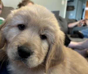 Golden Retriever Puppy for Sale in GROTON, Connecticut USA