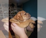 Small Photo #2 Olde English Bulldogge Puppy For Sale in ELK MOUND, WI, USA