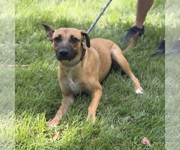 Medium Photo #2 Mutt Puppy For Sale in Yardley, PA, USA