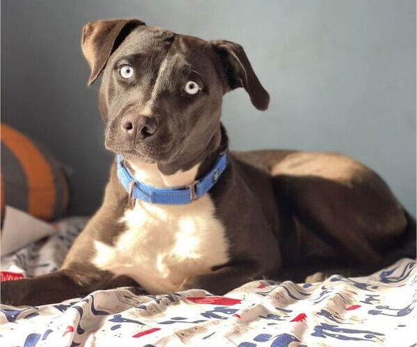 Medium Photo #5 Siberian Husky-Unknown Mix Puppy For Sale in Brooklyn Center, MN, USA