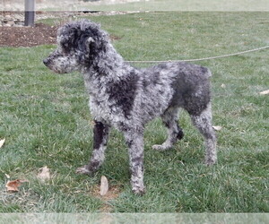Father of the Sheepadoodle puppies born on 10/31/2023