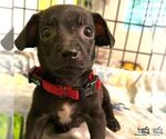 Small #1 Chihuahua Mix