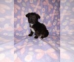 Small #3 Poodle (Toy)