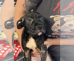 Small #2 Mutt
