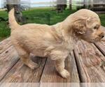Small #4 Goldendoodle