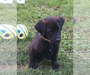 Labrador Retriever-Unknown Mix Dogs for adoption in New London, WI, USA