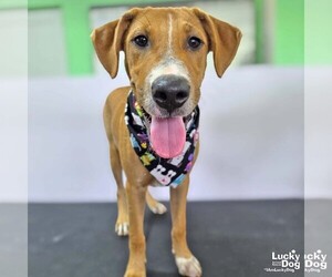 Rocco - Male Black Mouth Cur-Unknown Mix Dog for Adoption - Photo #4
