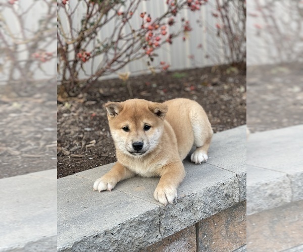 Medium Photo #2 Shiba Inu Puppy For Sale in CANOGA, NY, USA