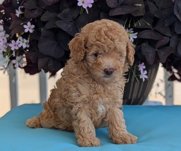 Medium Photo #4 Poodle (Toy) Puppy For Sale in GOSHEN, IN, USA
