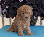 Small #3 Poodle (Toy)