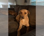Small #1 Labrador Retriever Mix
