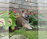Small Photo #7 Shiba Inu Puppy For Sale in AVA, MO, USA