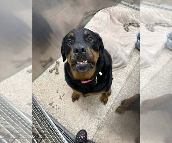 Medium Photo #2 Rottweiler Puppy For Sale in Martinsburg, WV, USA