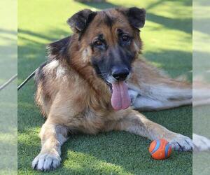 German Shepherd Dog Dogs for adoption in Modesto, CA, USA