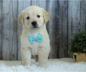 English Cream Golden Retriever Puppy for sale in FREDERICKSBG, OH, USA