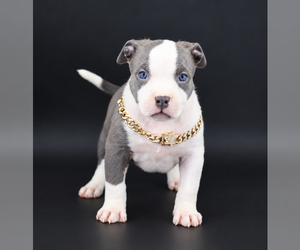 American Bully Puppy for sale in CHAMPAIGN, IL, USA
