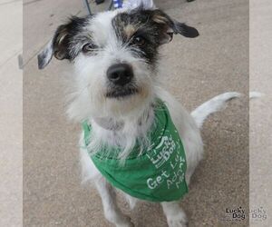 Jack Russell Terrier-Unknown Mix Dogs for adoption in Washington, DC, USA