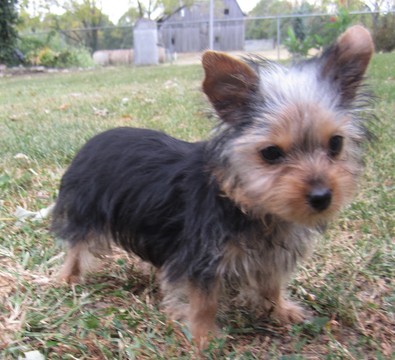 Medium Photo #1 Yorkshire Terrier Puppy For Sale in STANTON, MO, USA