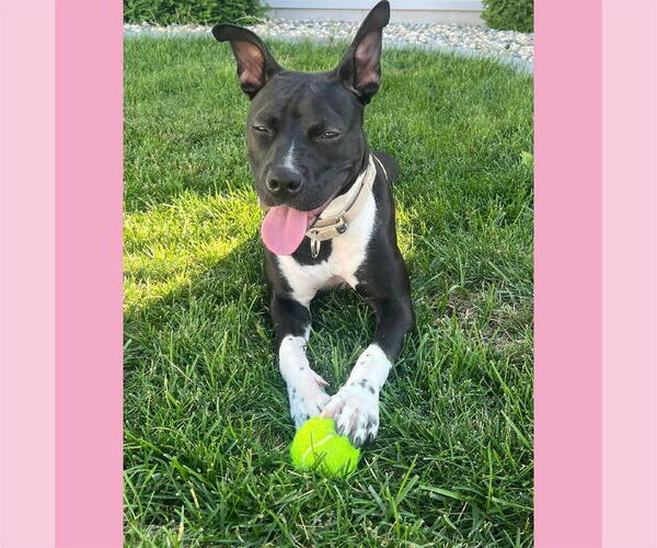 Medium Photo #31 American Pit Bull Terrier-Unknown Mix Puppy For Sale in Fargo, ND, USA