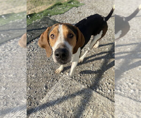 Medium Photo #1 Treeing Walker Coonhound Puppy For Sale in Evansville, IN, USA