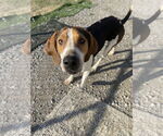 Small Treeing Walker Coonhound