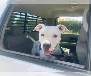 American Staffordshire Terrier-Unknown Mix Dogs for adoption in San Antonio, TX, USA
