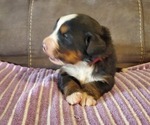 Small #9 Bernese Mountain Dog
