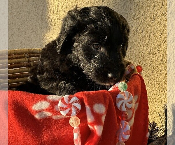 Medium Photo #8 Goldendoodle Puppy For Sale in FORT LAUDERDALE, FL, USA